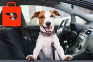 happy dog in car