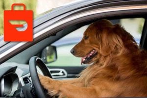 dog driving delivery car